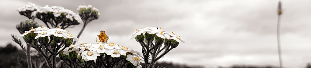 A long landscape banner showing a bug sitting on a Yarrow flower, in sepia hues.