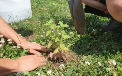 Plants, Mushrooms and Resistance gathering 2025 (Romania)
