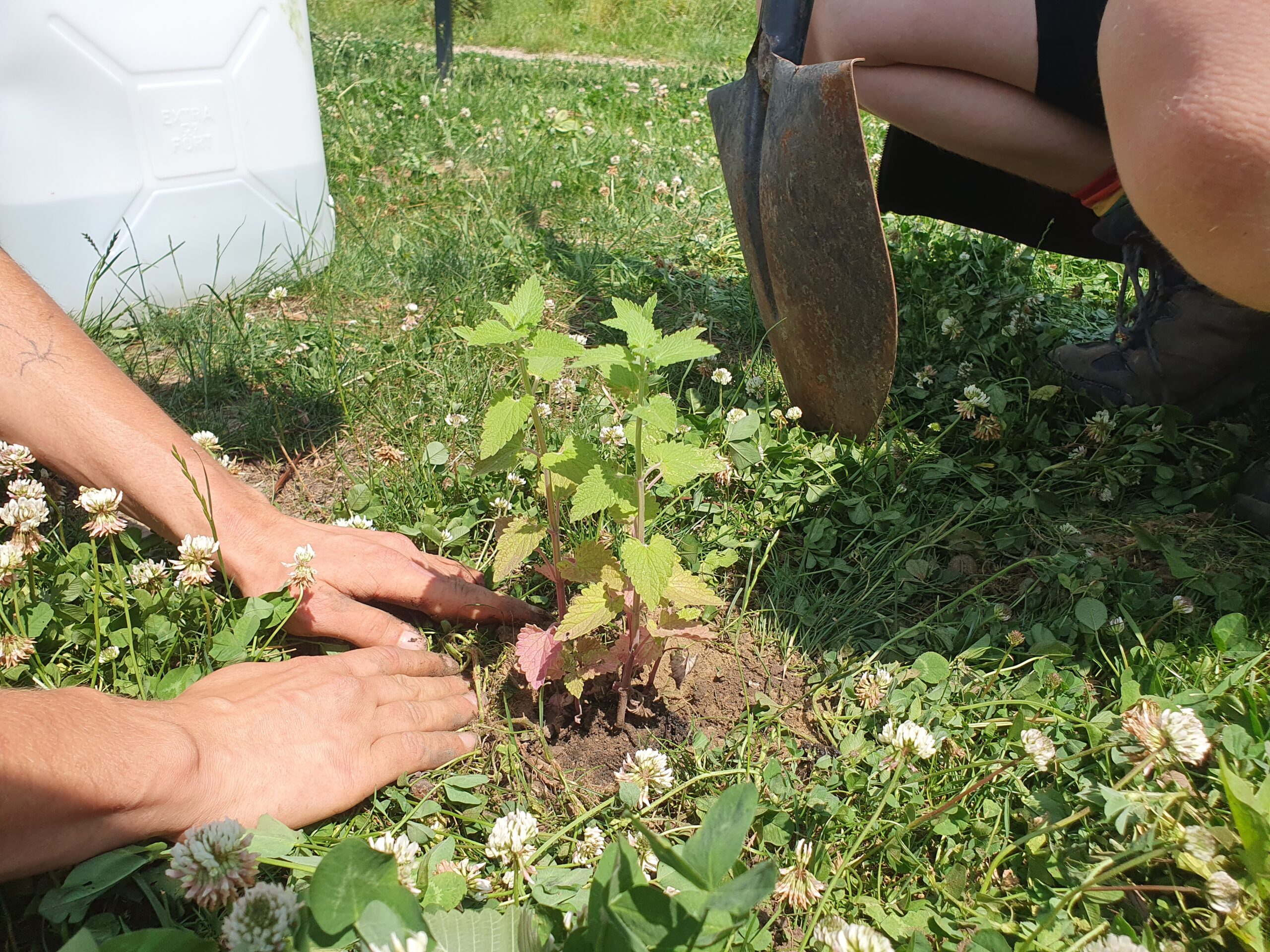 Guerilla gardening tomato seedlings A close up shot of two comrades guerilla planting a tomato seedling in the park. image show two hands patting down a newly planted seedling into the earth.