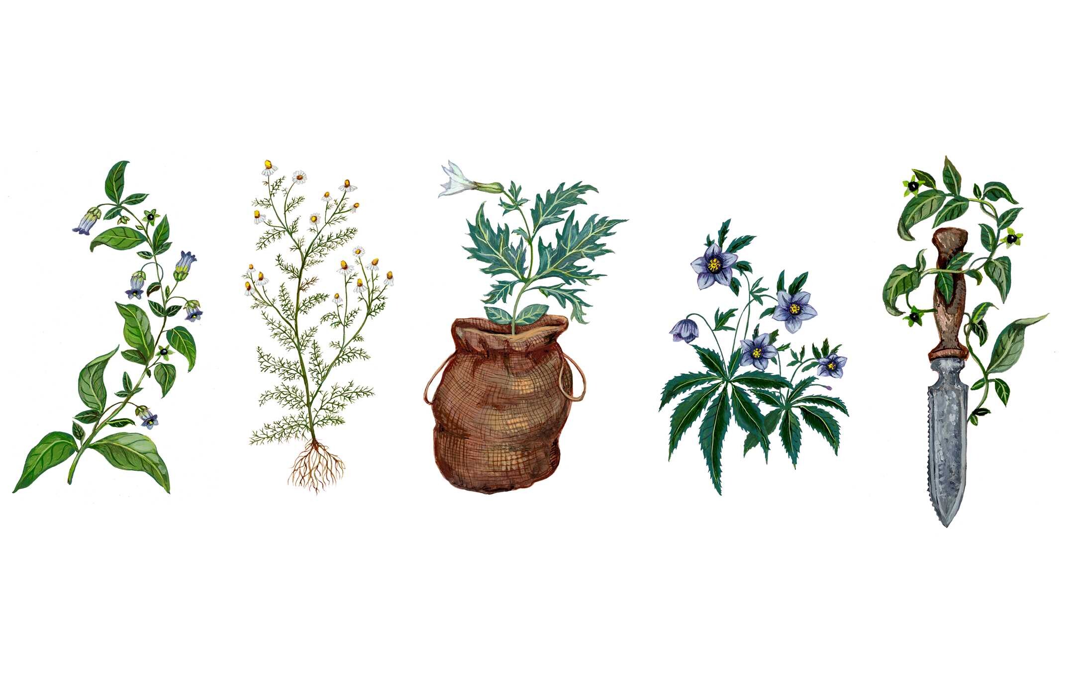 Wild Witchcraft - Folk Herbalism, Garden Magic, and Foraging for Spells, Rituals, and Remedies - Image 3