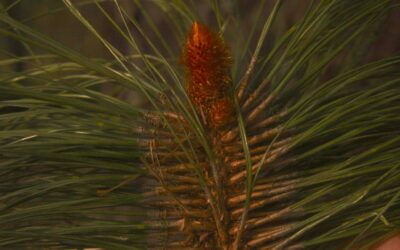 Layering Time: Practicing Pine Patience