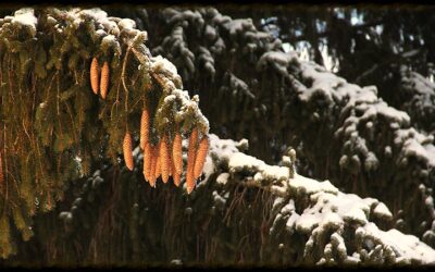 Kådsalva (resin salve) : Spruce