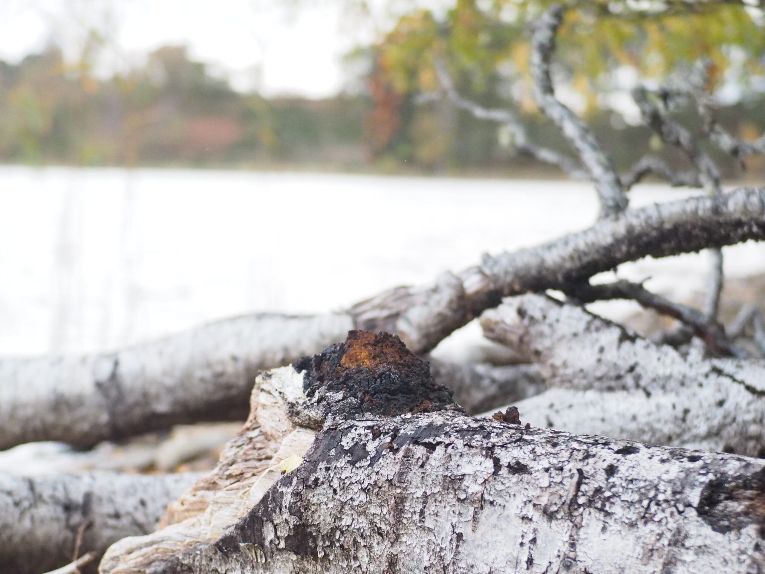 Chaga conk on a fallen birch trunk against a light background.
