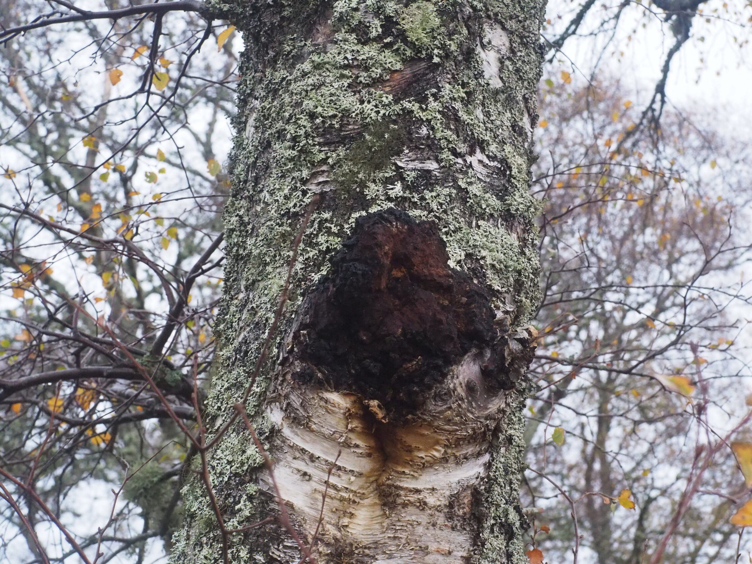 A Chaga pseudo-sclerotium on a Birch tree, covered in lichen with golden leaves.