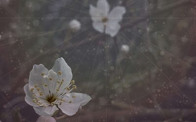 Introducing Astroherbal Dispatches