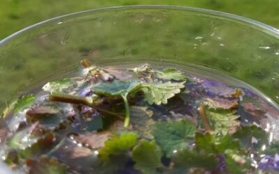 Field Notes: Spring Equinox