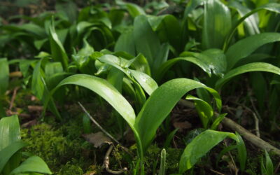 Astroherbal Dispatch: Sun in Aries (Wild Garlic) / Moon in Libra (Mallow)