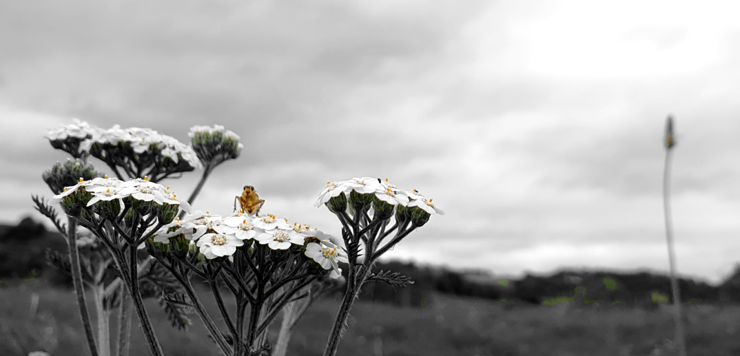 A small brown bug sitting atop a yarrow in front of a pink sky.
