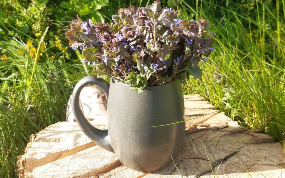 Field Notes: Beltane Ground Ivy Ale