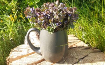Field Notes: Beltane Ground Ivy Ale