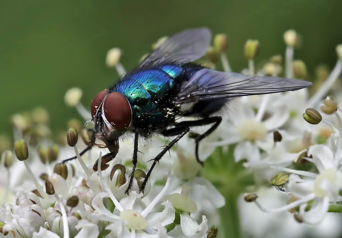 A blue, iridescent fly - Calliphora vomitoria - sitting atop Hawthorn flowers, probing the anthers with its proboscis.