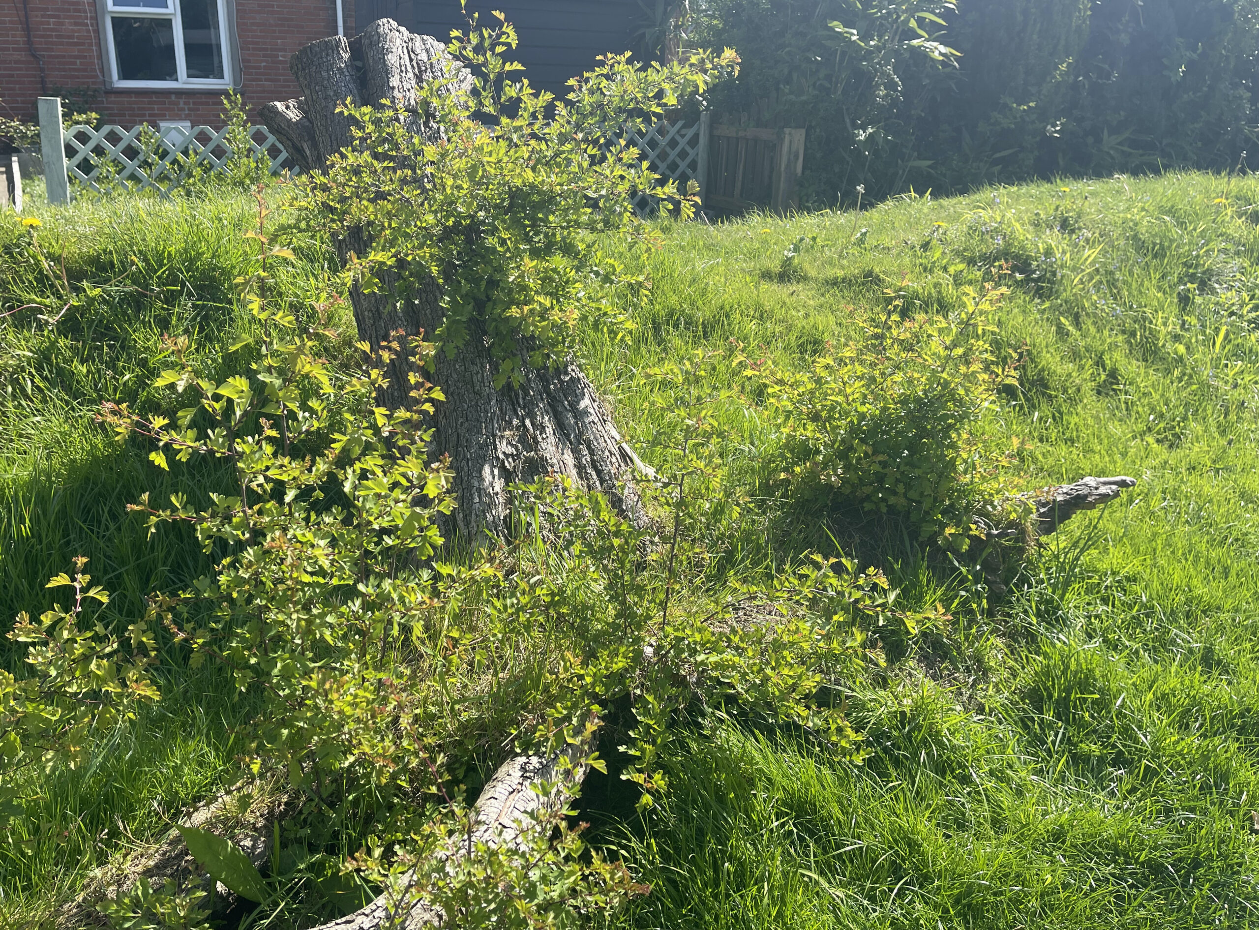 A stump of a felled Hawthorn tree, resprouting from the base.