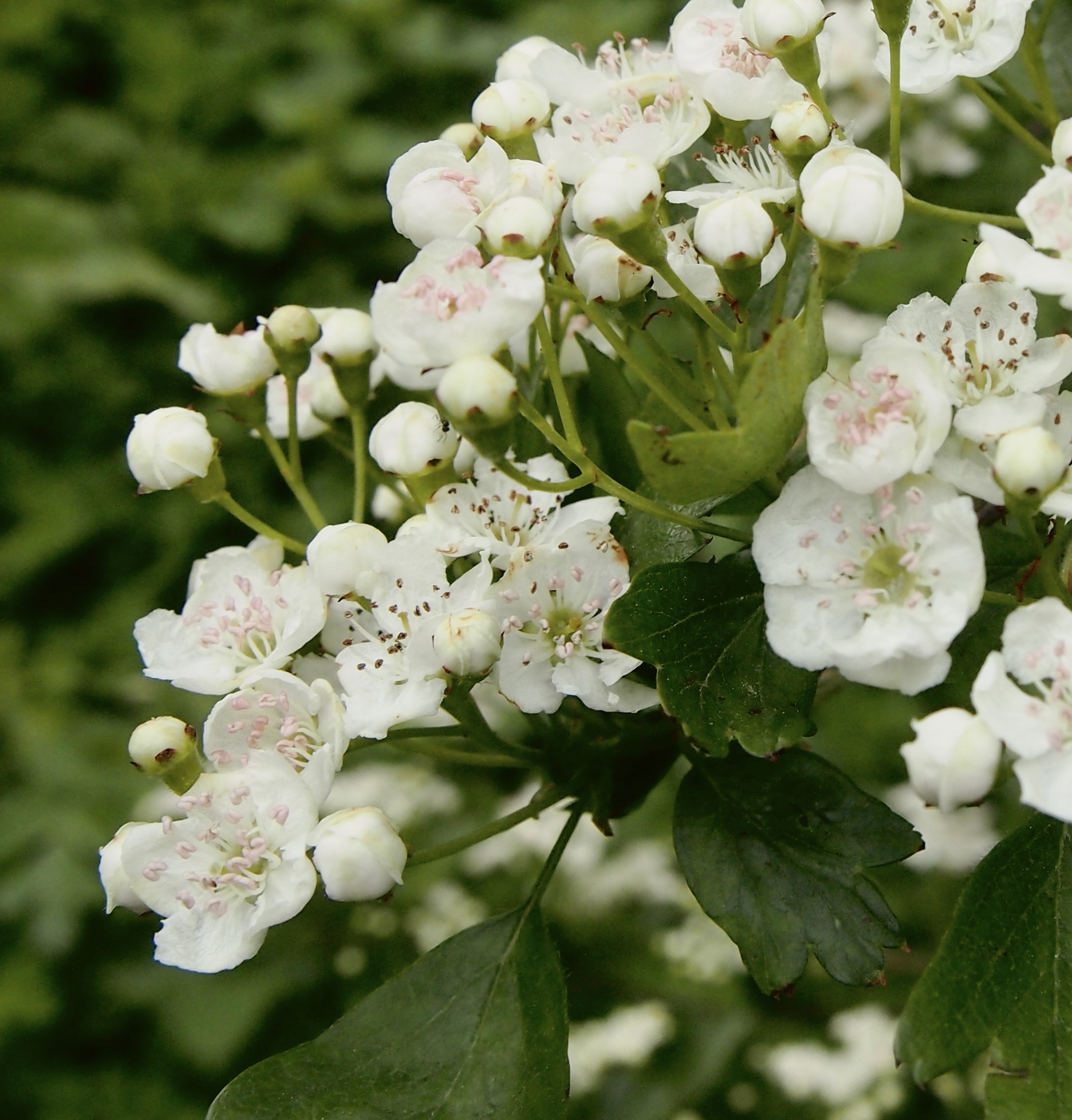 A close up image of Hawthorn Flowers in Bloom in April with pink anthers.