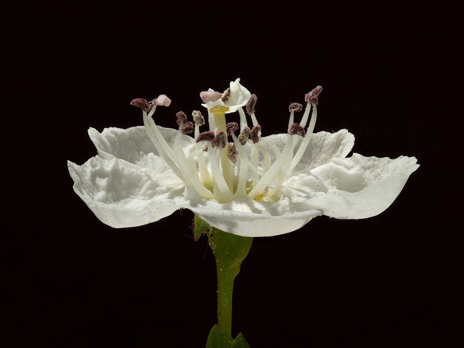 An image of a Hawthorn blossom under the microscope.