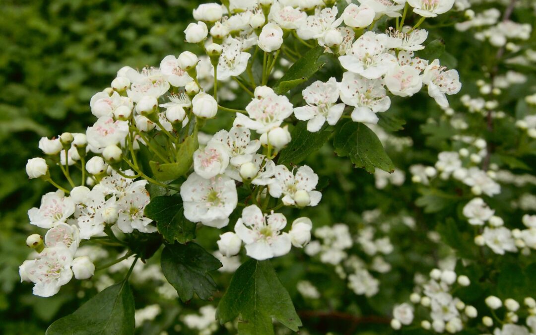 Astroherbal Dispatch: Full Moon in Scorpio/Beltane (Hawthorn)