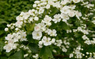 Astroherbal Dispatch: Full Moon in Scorpio/Beltane (Hawthorn)
