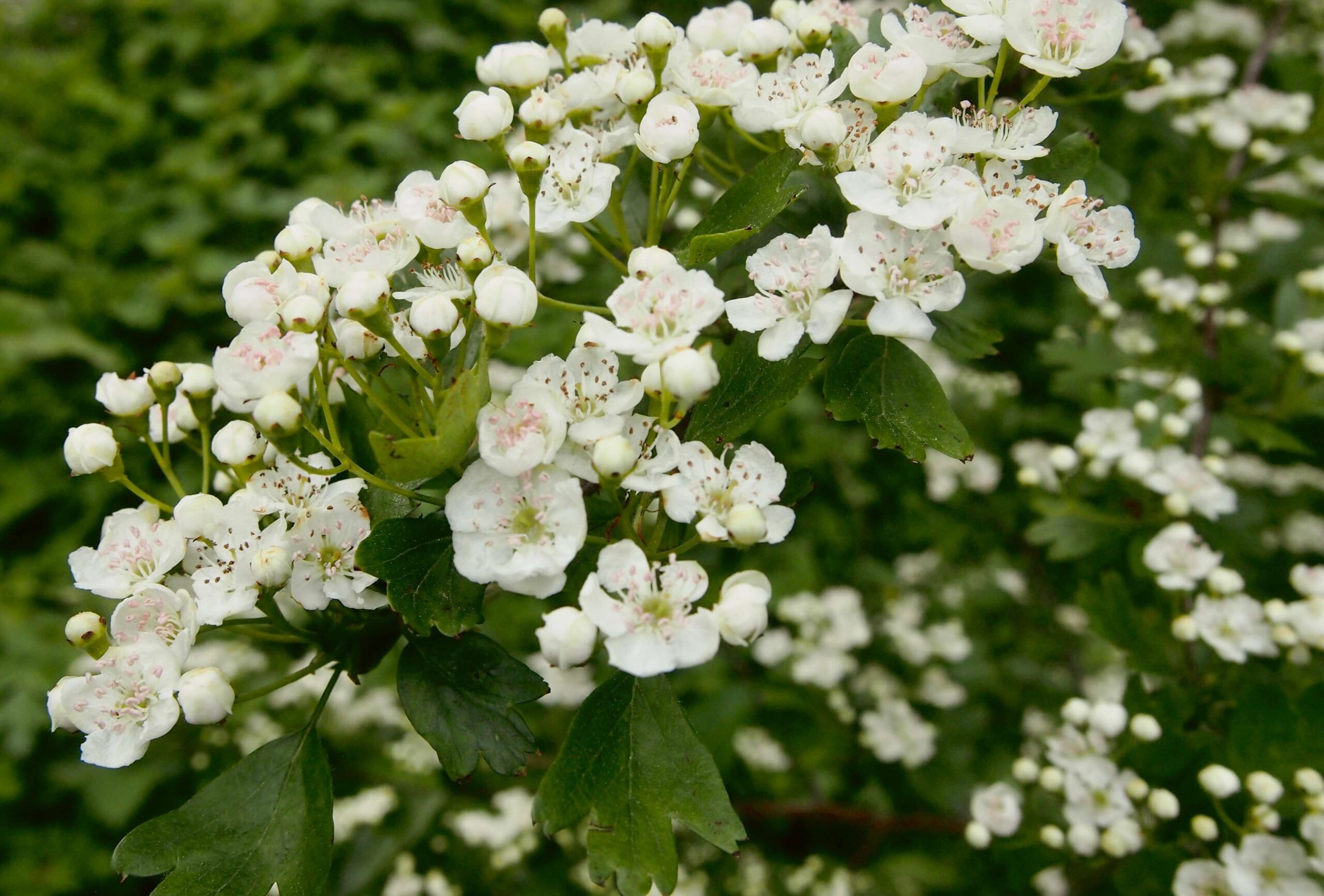 A close up image of Hawthorn flowers in full bloom in April.