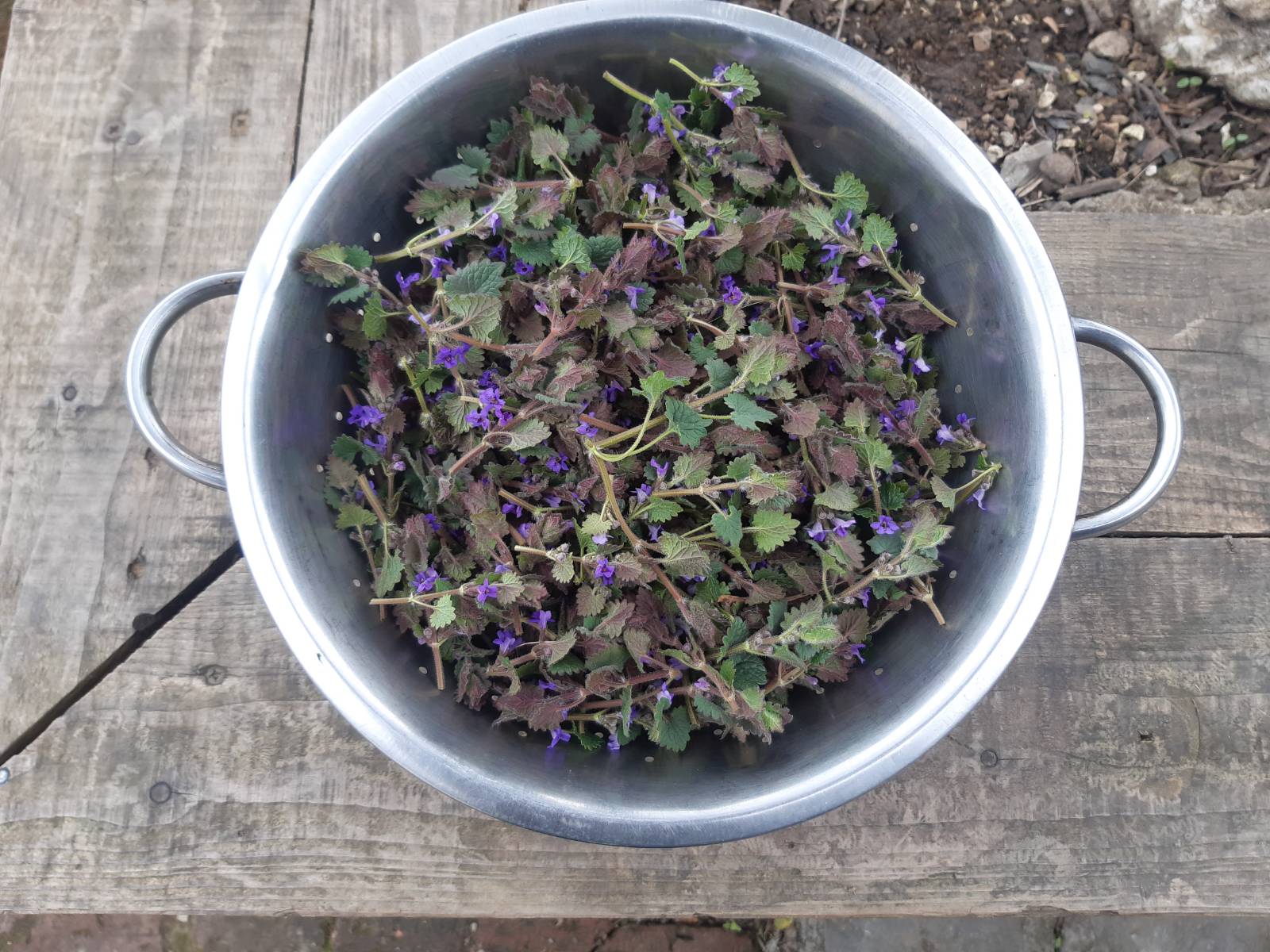 Sprigs of Ground Ivy in a pot, ready to go into the Beltane herbal ale wort.
