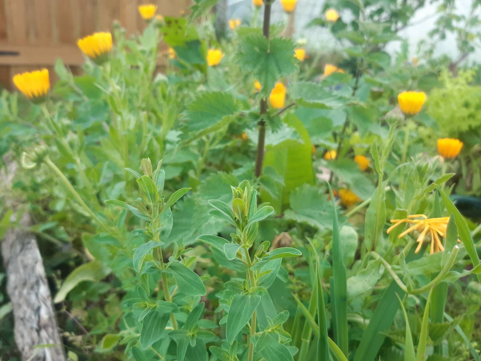 Self-seeded Calendula sprouting in the salad bed.