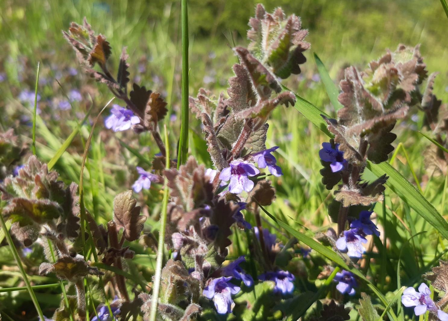 The purple flowers and bronze leaves of ground Ivy (Glauchoma hedera), growing happily in the field.