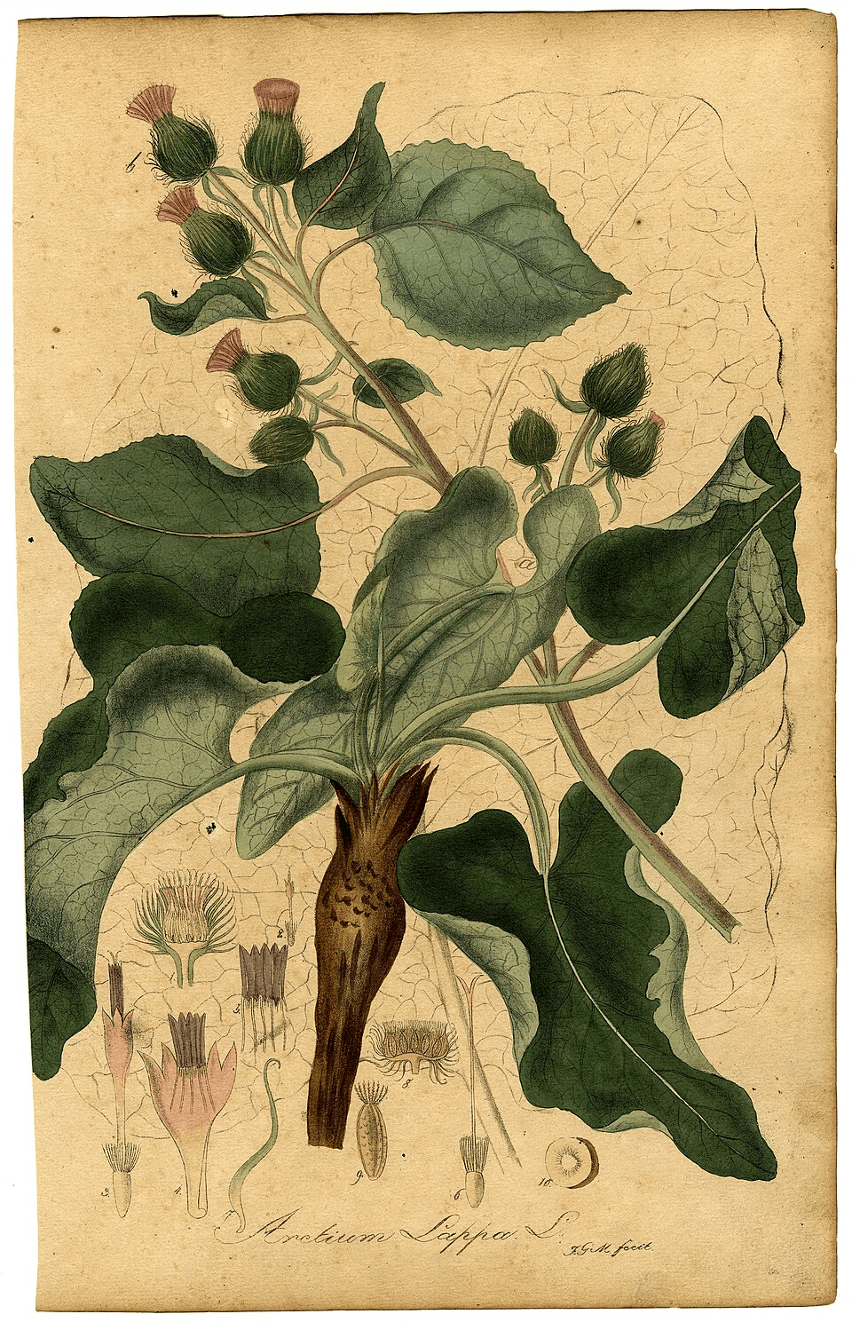 A vintage botanical illustration of Burdock leaf and seed from an 1828 herbal.