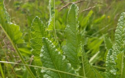 Field Notes: Midsummer