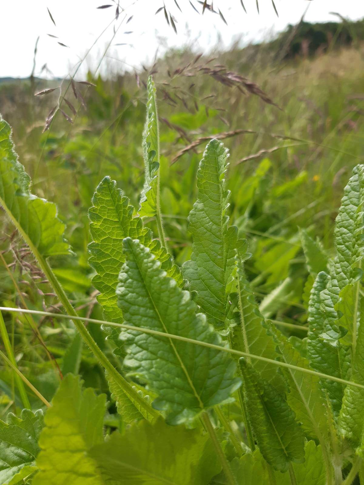 Betony leaves in June growing in a field.