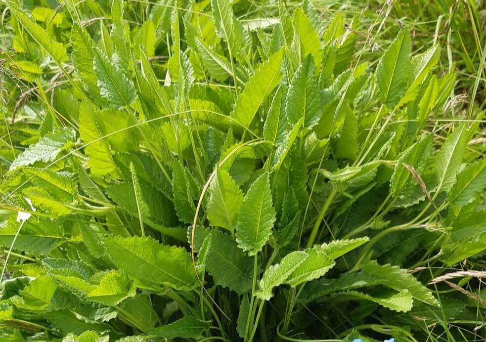 Clump of Betony leaves growing in the herb field. 