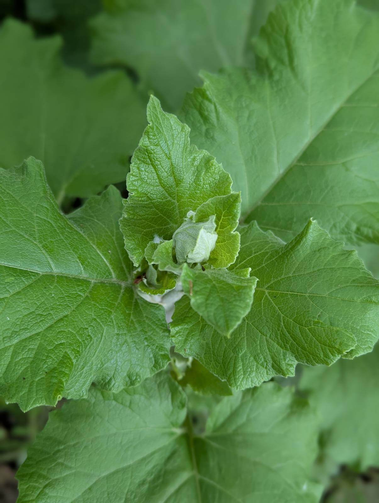 A close up shot of a Burdock emerging in early June.