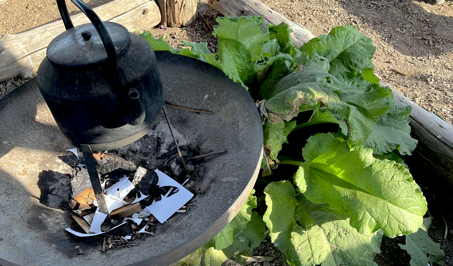 A cast iron kettle and firepit with burdock growing beside it.