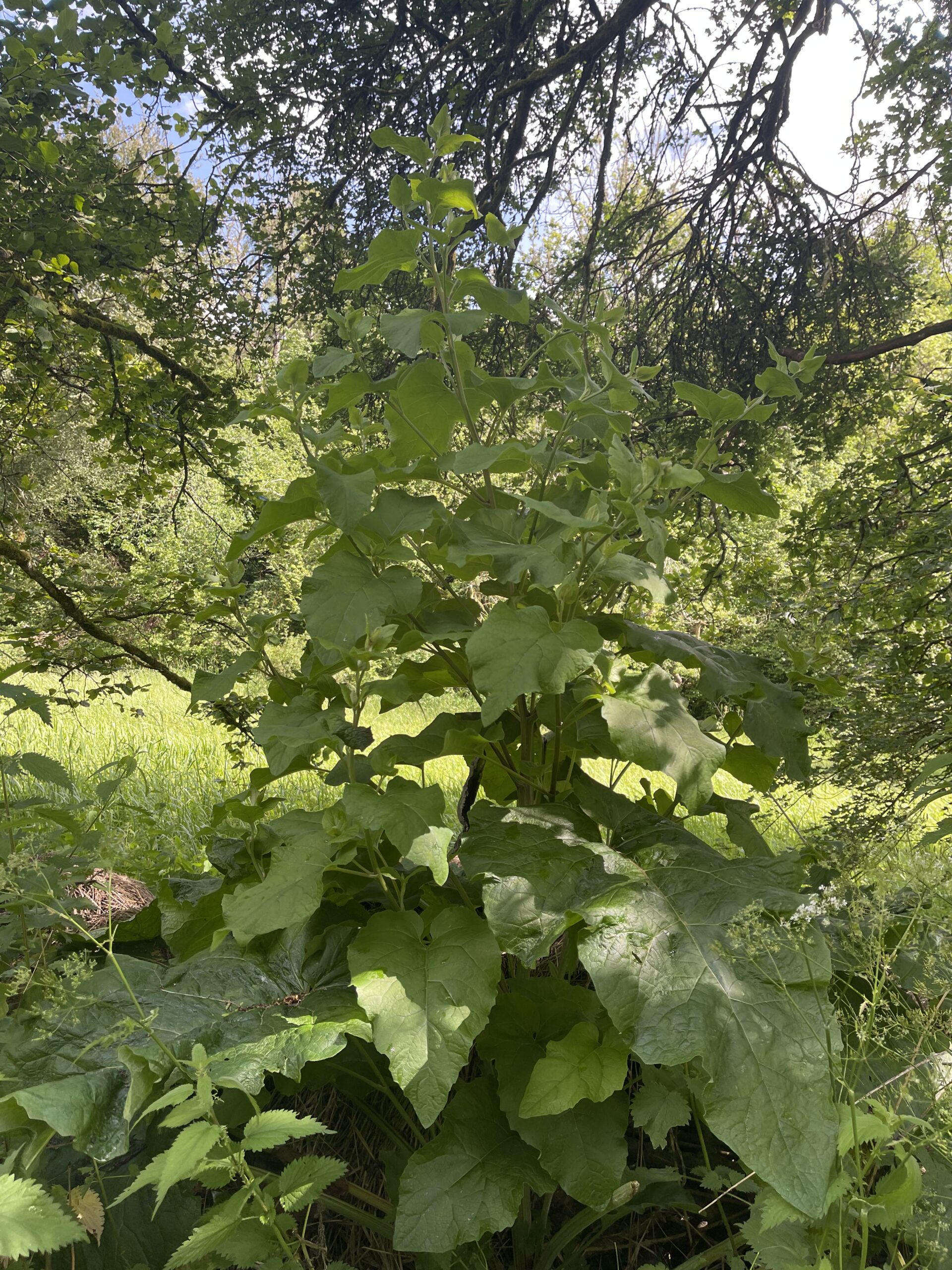 A giant Burdock, Stroud.