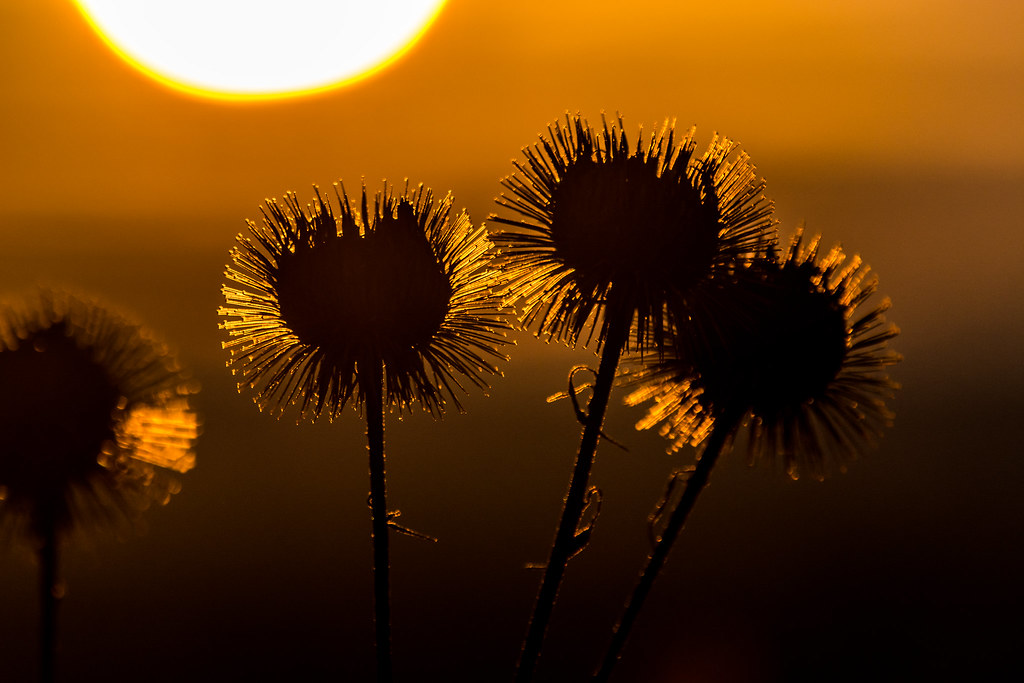 An image of Burdock seeds silhouetted against a sunrise.