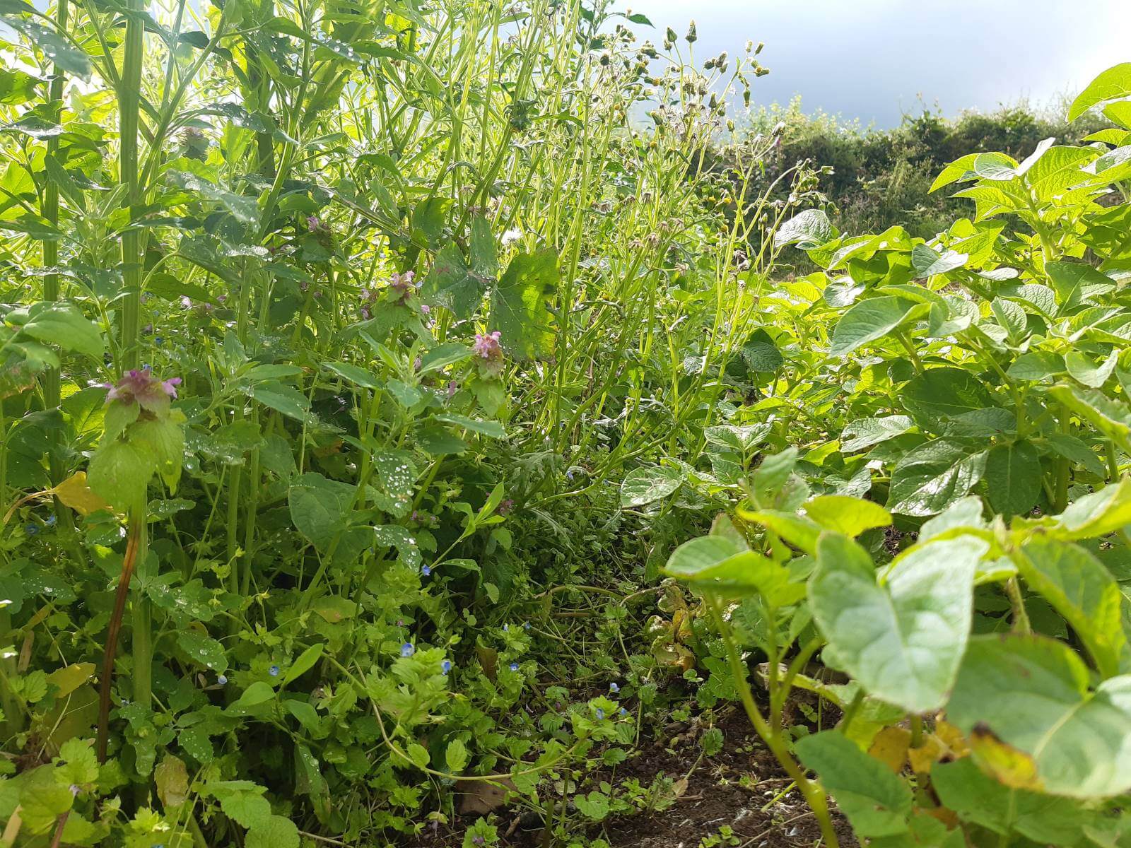 The edge of the potato patch, hemmed in by towering weeds.