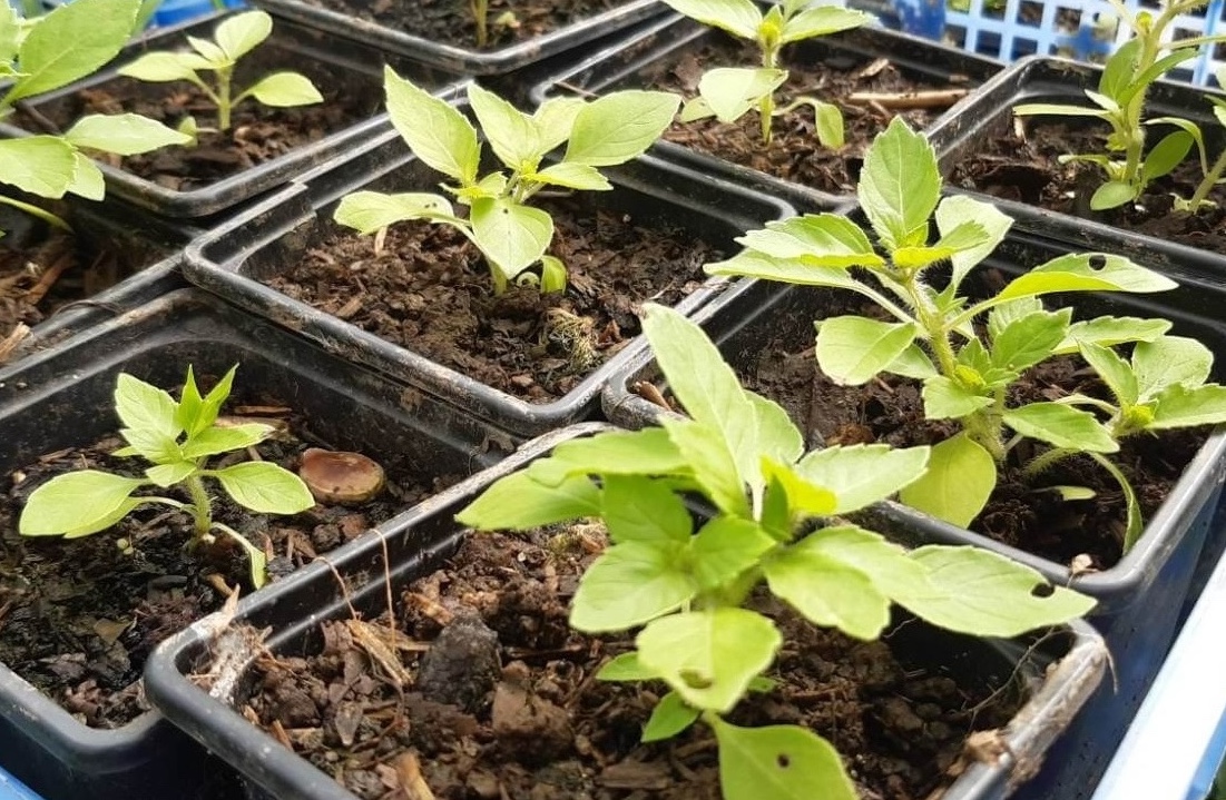 Young tulsi seedlings in trays.