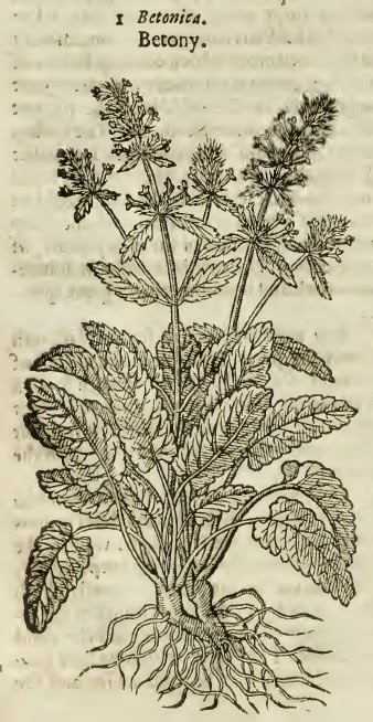 A vintage illustration of Betony with aerial parts and roots.
