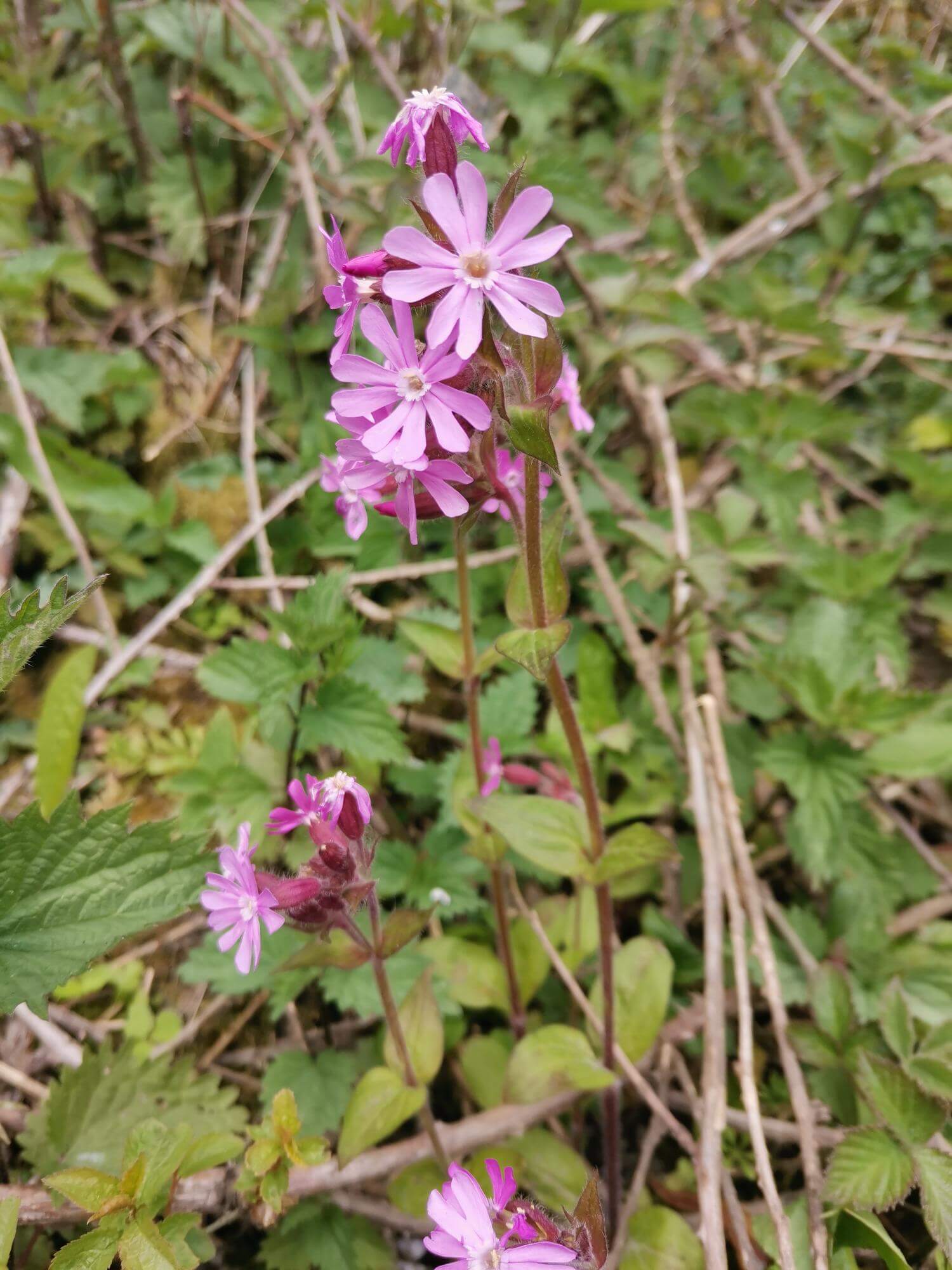 Red campion pink flowers