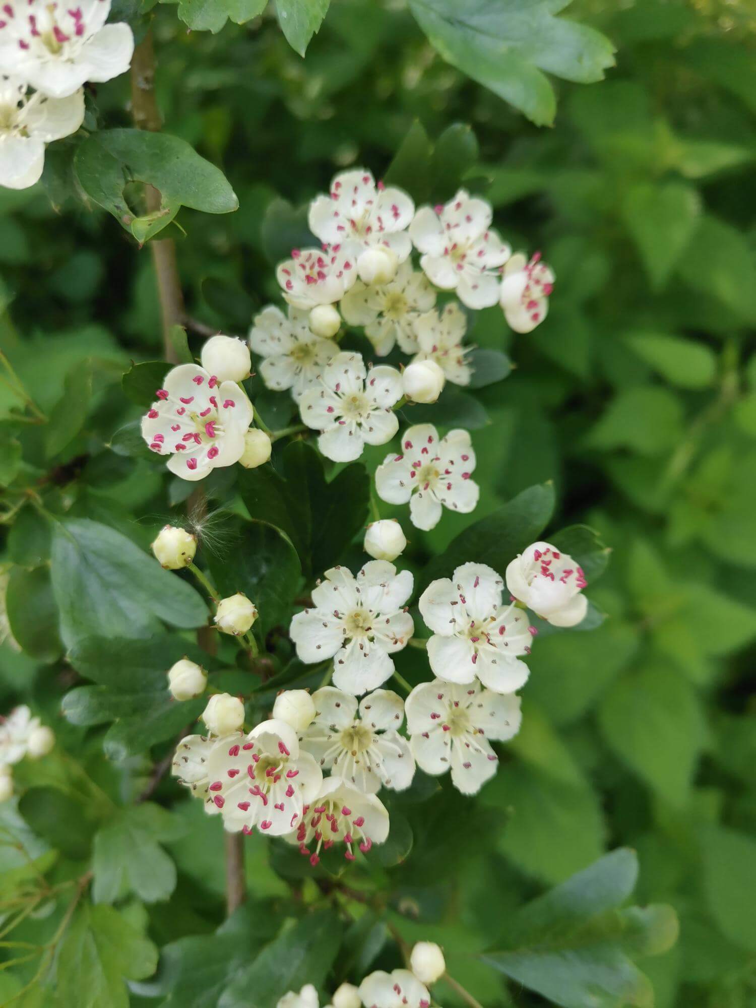 Hawthorn flowers in blossom