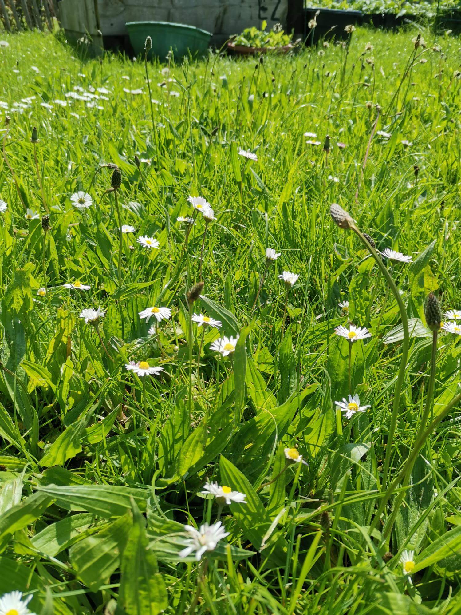 Daisies growing in a lawn
