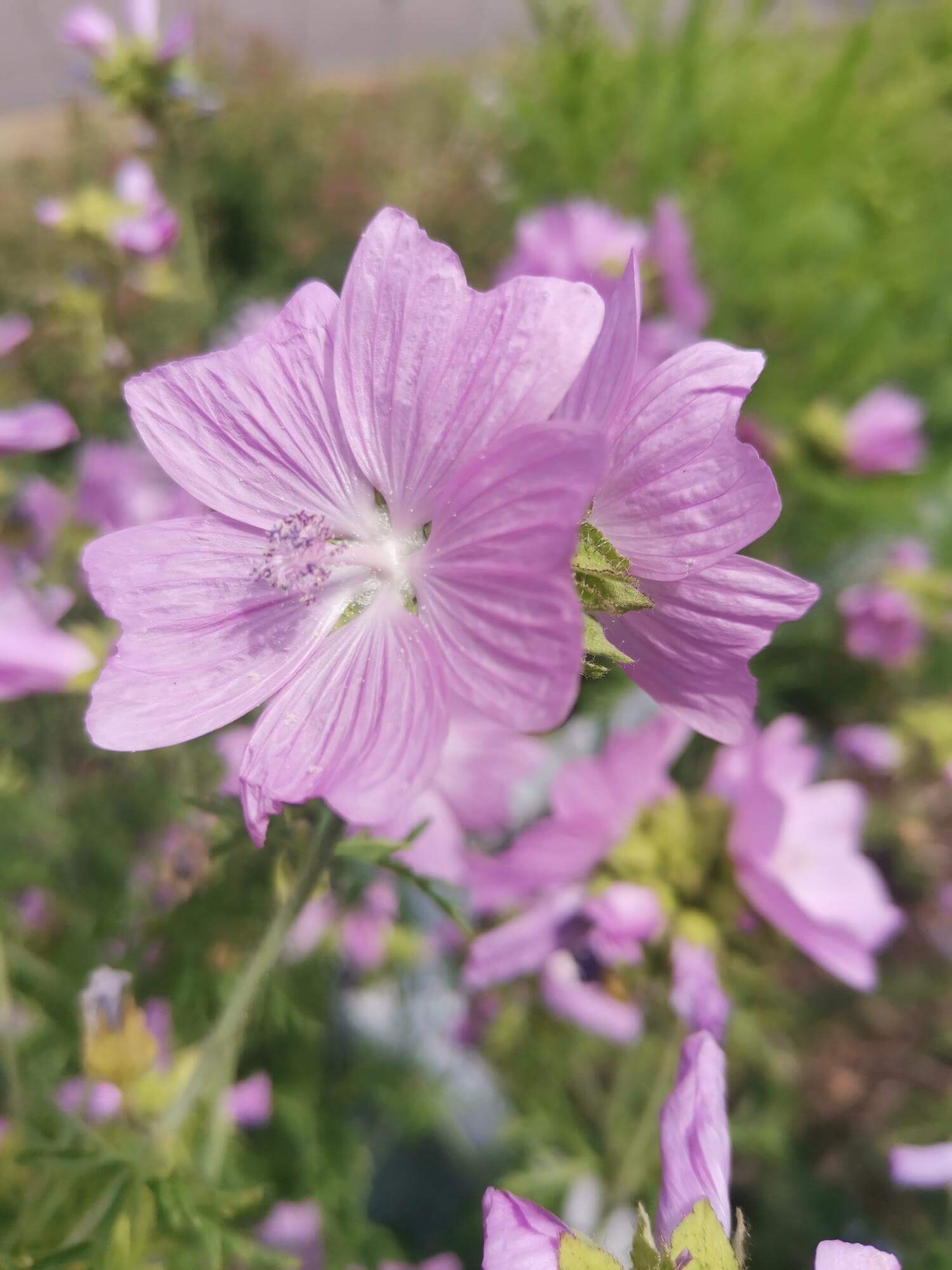 A close up image of pink Mallow flowers.