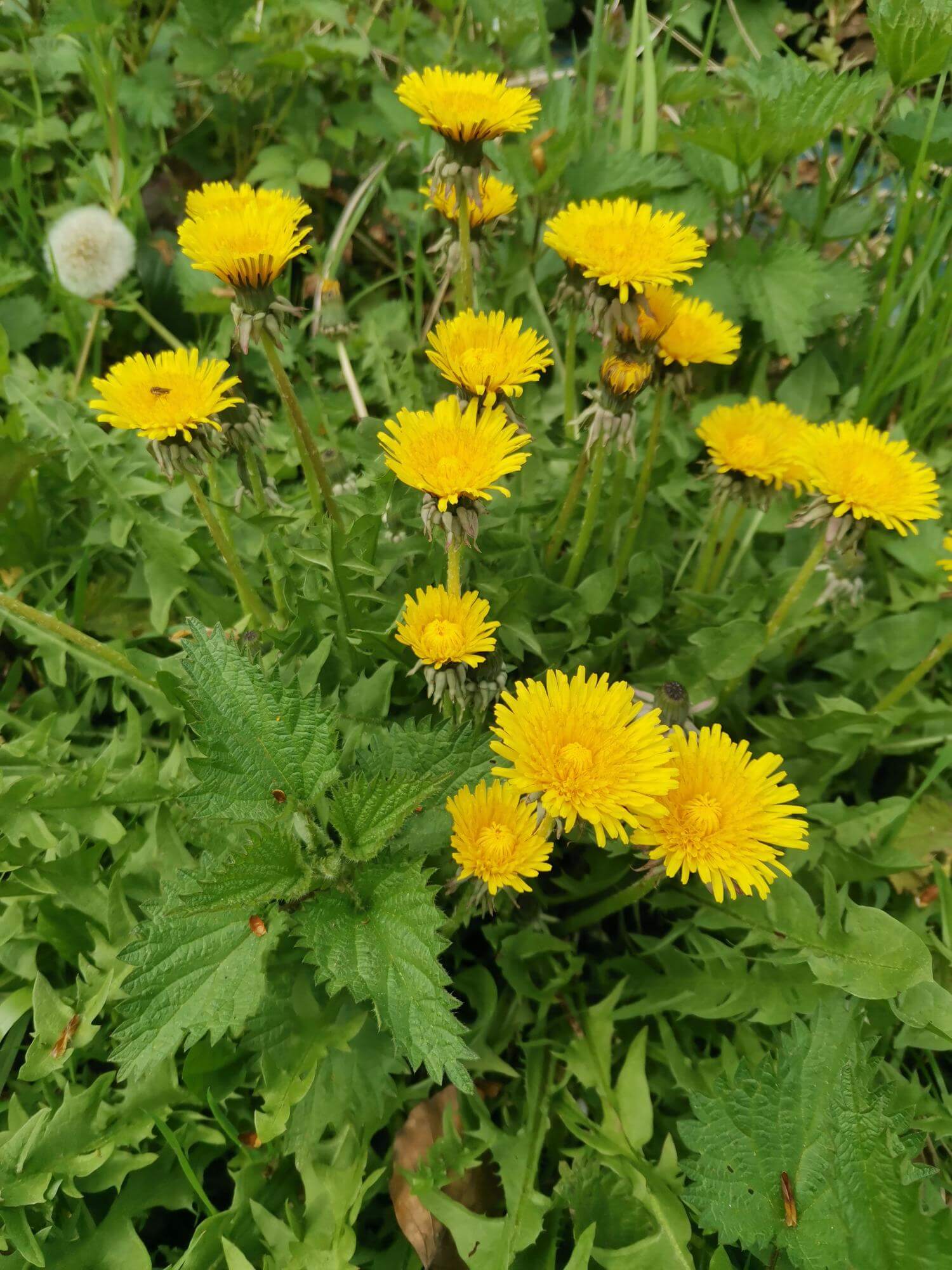 A clump of flowering dandelions.
