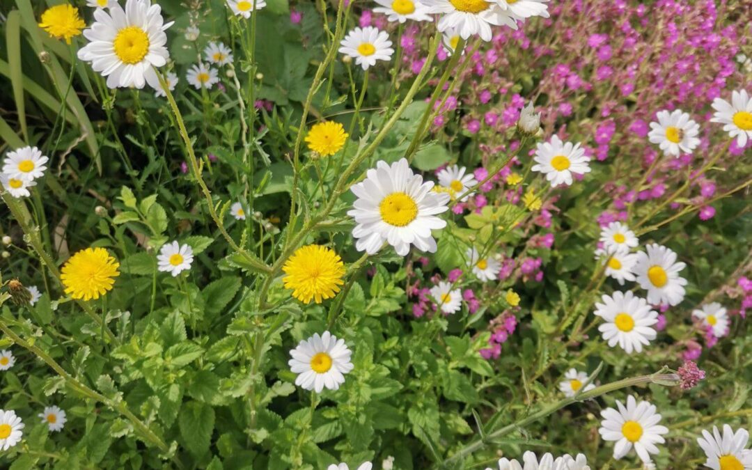 Plants in British Gardening Culture: The Stories We Tell
