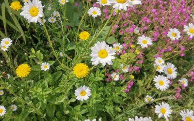 Plants in British Gardening Culture: The Stories We Tell
