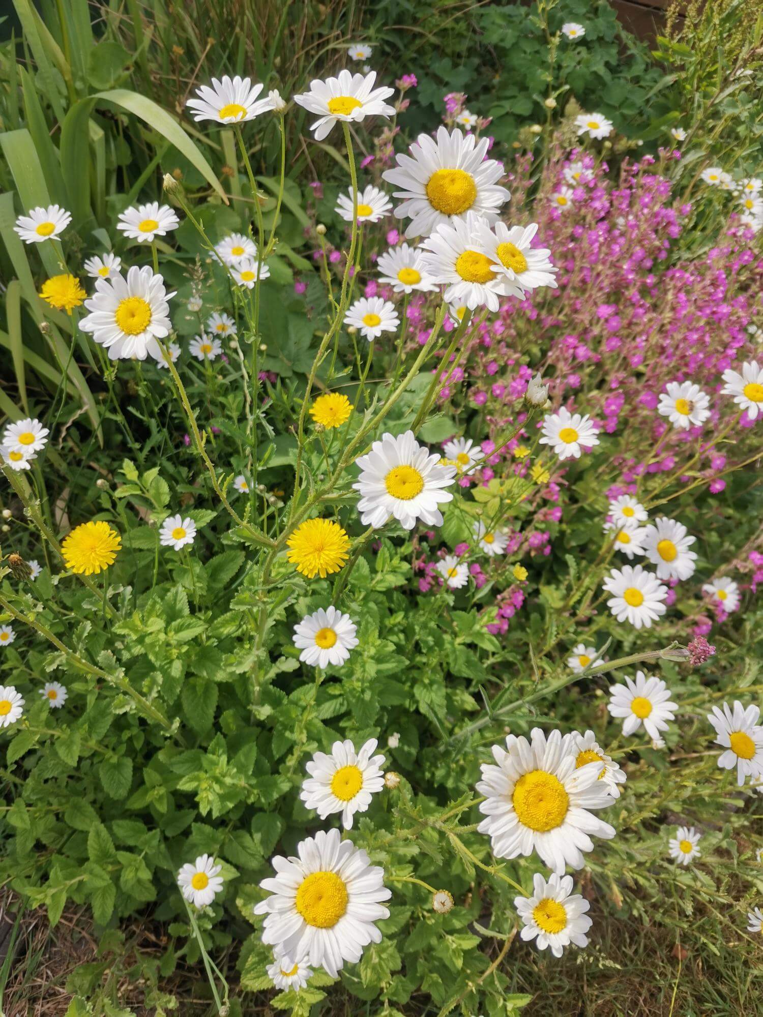 A profusion of colourful wild weeds in a garden