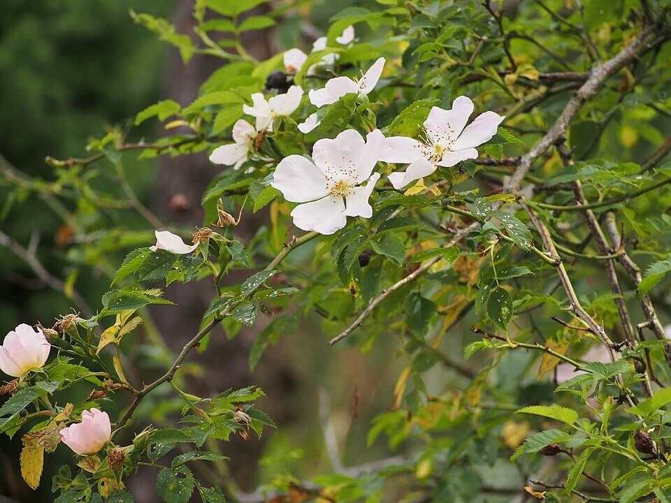 A beautiful pink Dog Rose growing wild on a bush