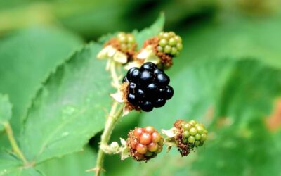 Bramble is a Commons
