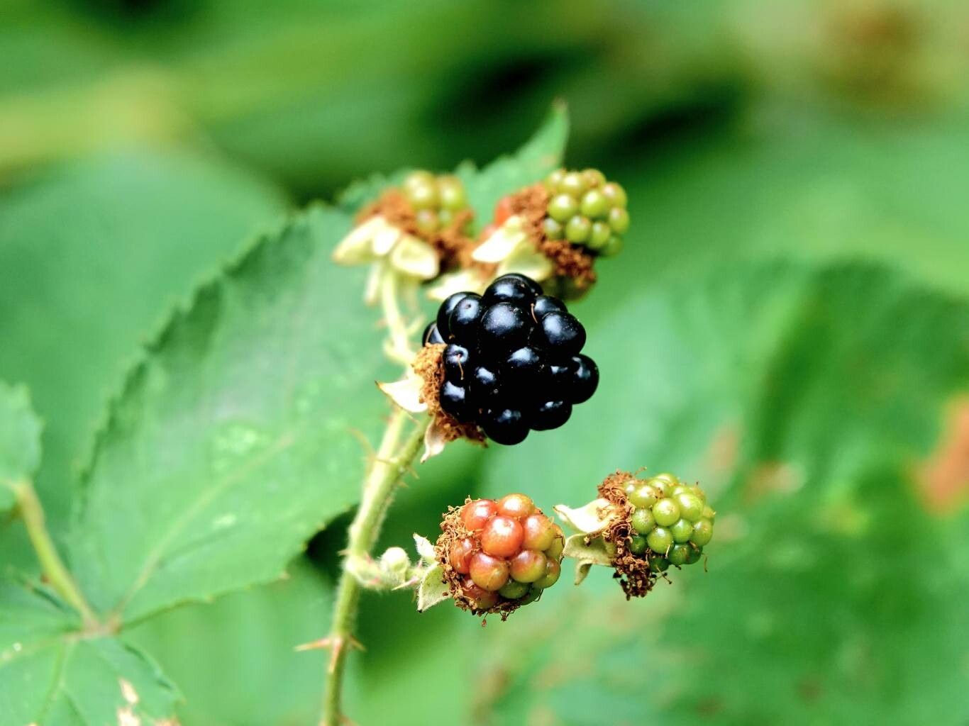 A very ripe glistening blackberry with a few unripe blackberries in front of green bramble leaves.