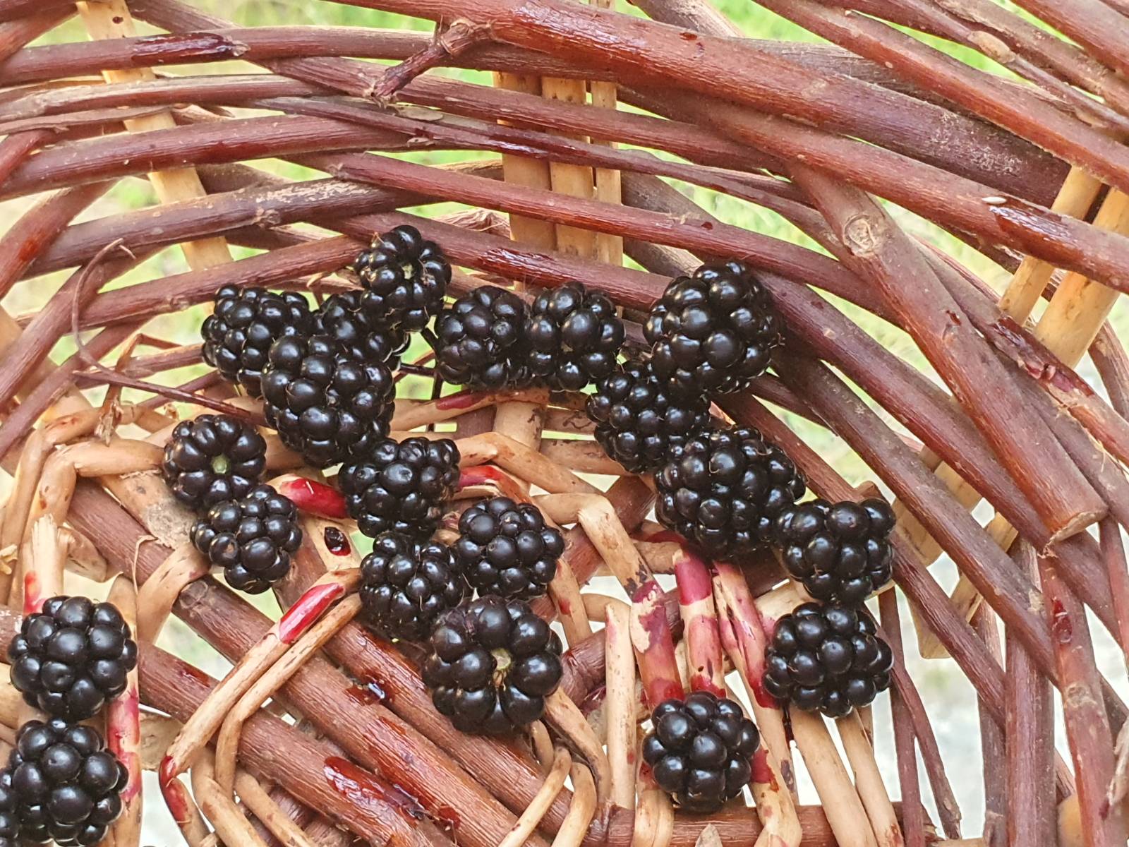 A handful of freshly picked blackberries in a handmade basket