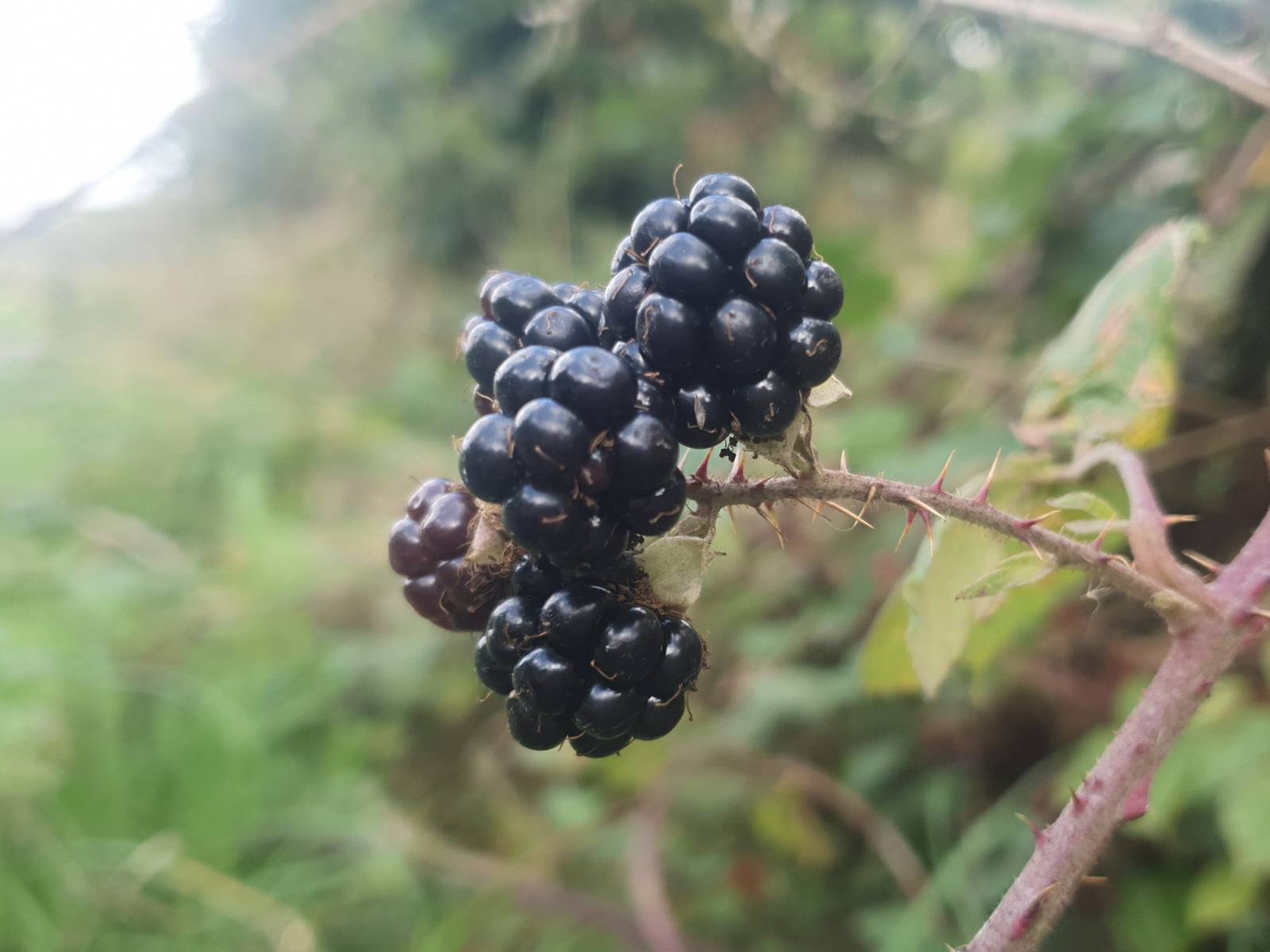 Three glistening purple blackberries on a bramble bush.