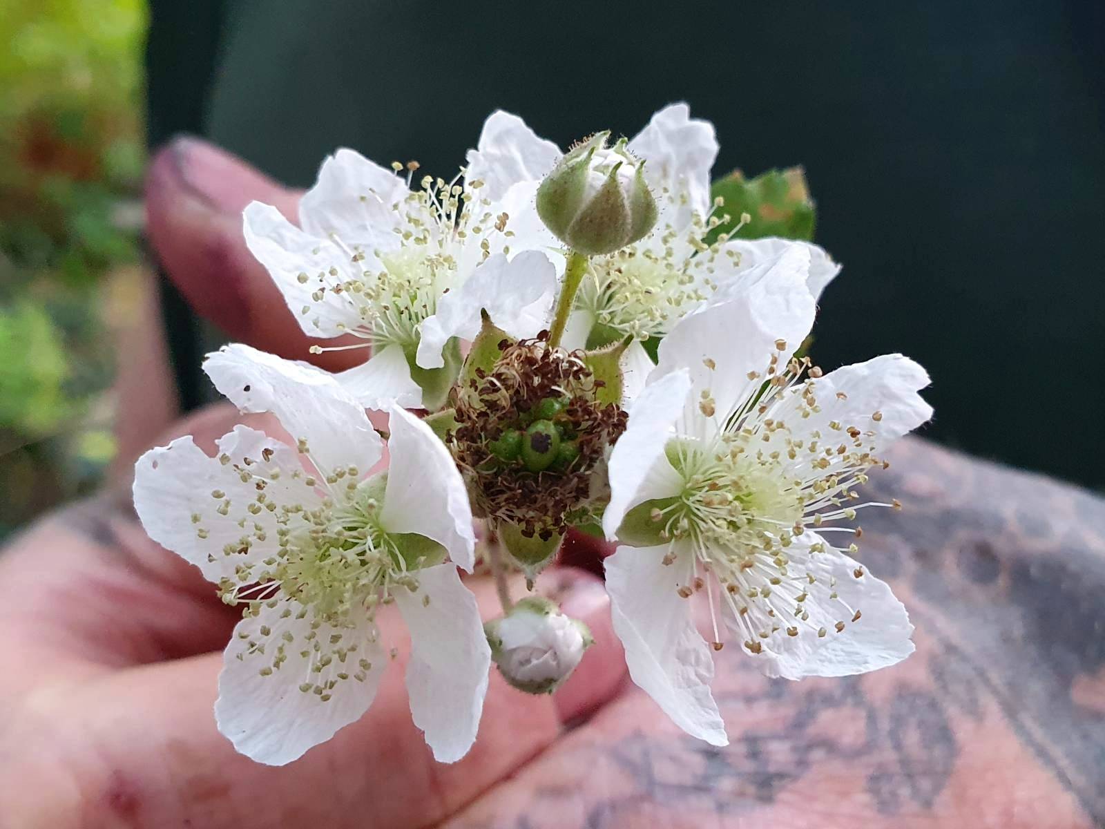 A cluster of beautiful white blackberry flowers in tattooed hands.