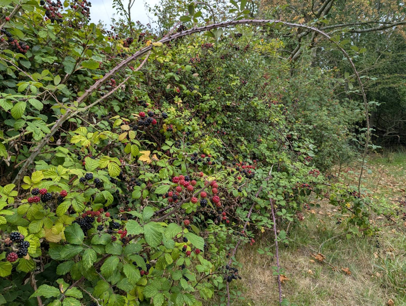 A bramble sucker in a large arch emerging from a bramble hedge to take new ground.